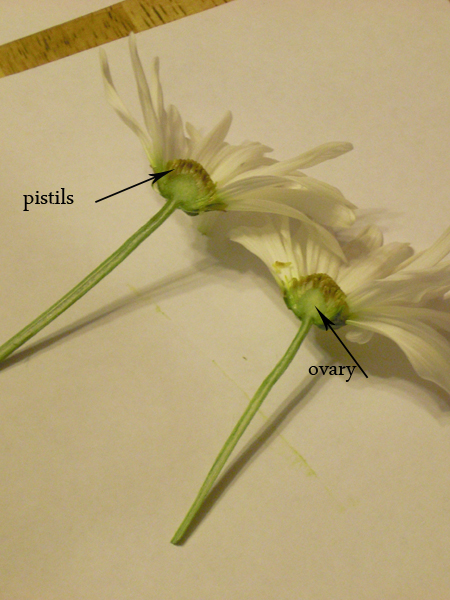 Flower Dissections: Tulips and Daisies - Classic Housewife